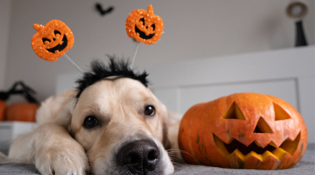 3 Simple Pumpkin Dog Treat Recipes