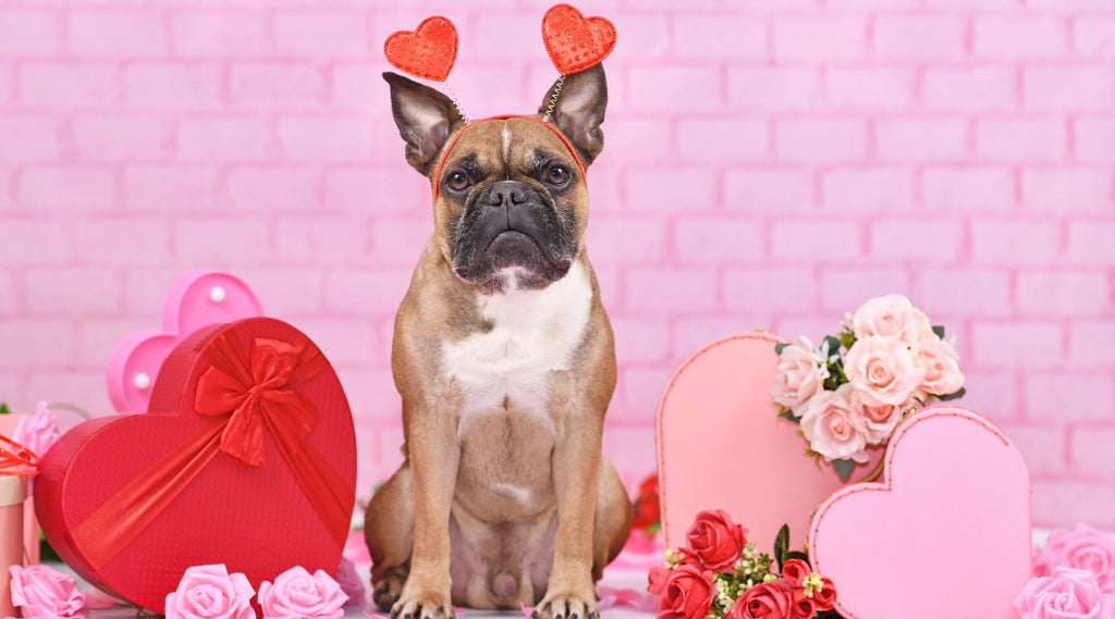 Valentine Heart Gummy Dog Treats