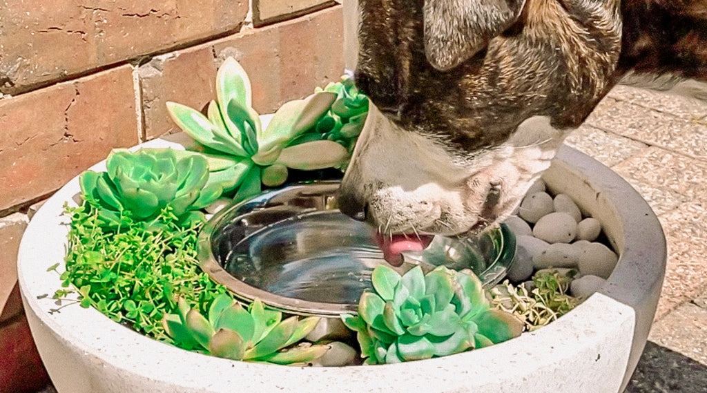 Create a Beautiful Succulent Water Bowl Planter for Your Furry Friend