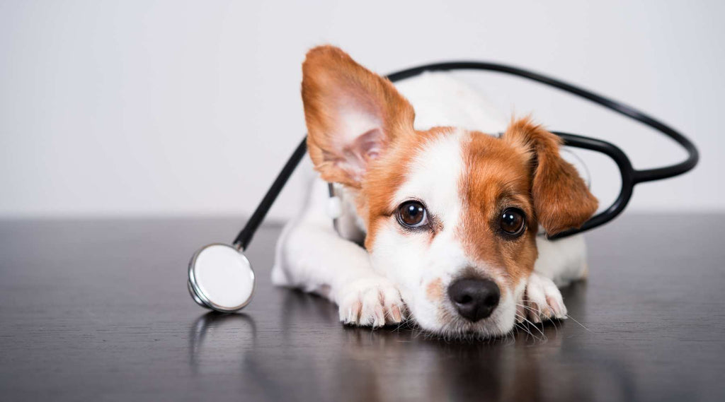 First Aid for Dogs: What You Need to Know