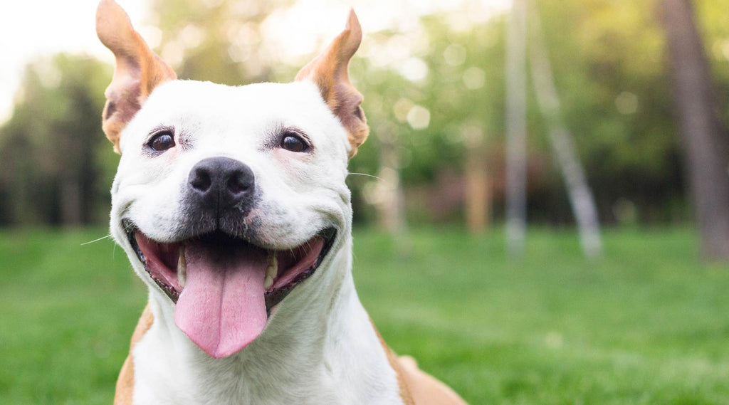 Breaking the Stereotype: Understanding Pit Bulls on National Pit Bull Awareness Day