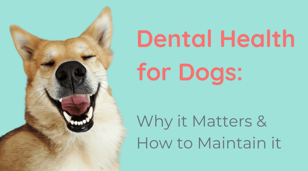 Dental Health for Dogs: Why it Matters and How to Maintain it