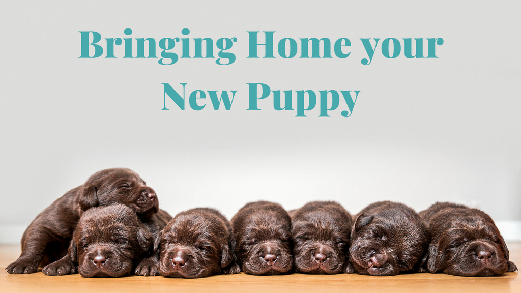 Bringing Home your new Puppy