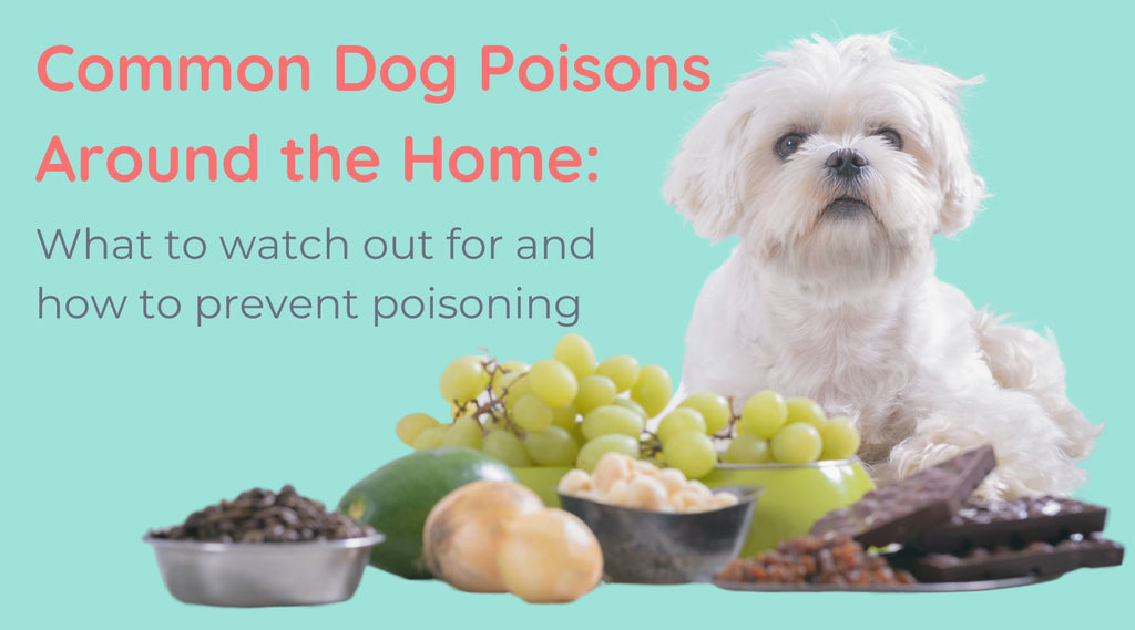 Common dog poisions around the home