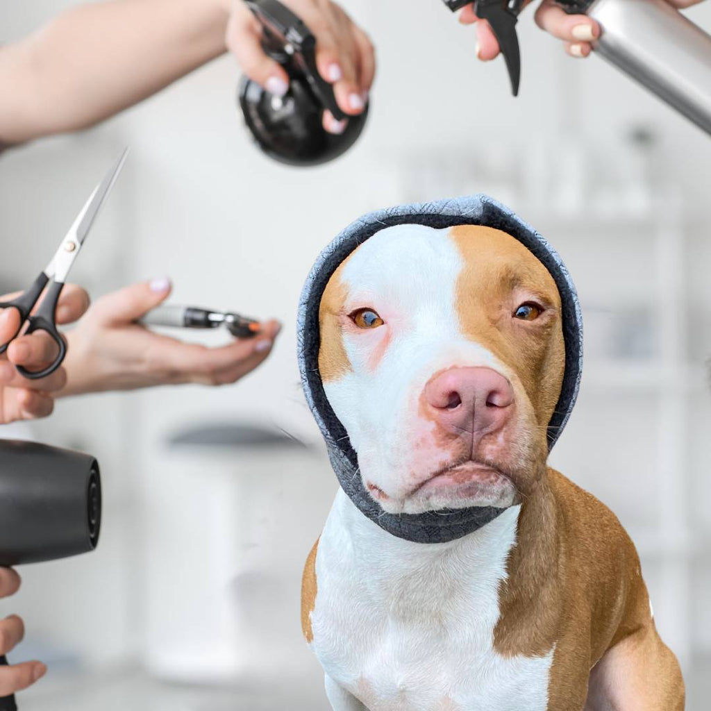 dog wearing anti-anxiety snood at groomers