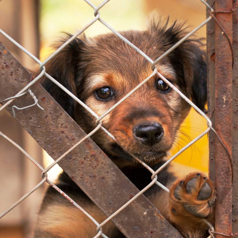Photo of rescue dog behind fence