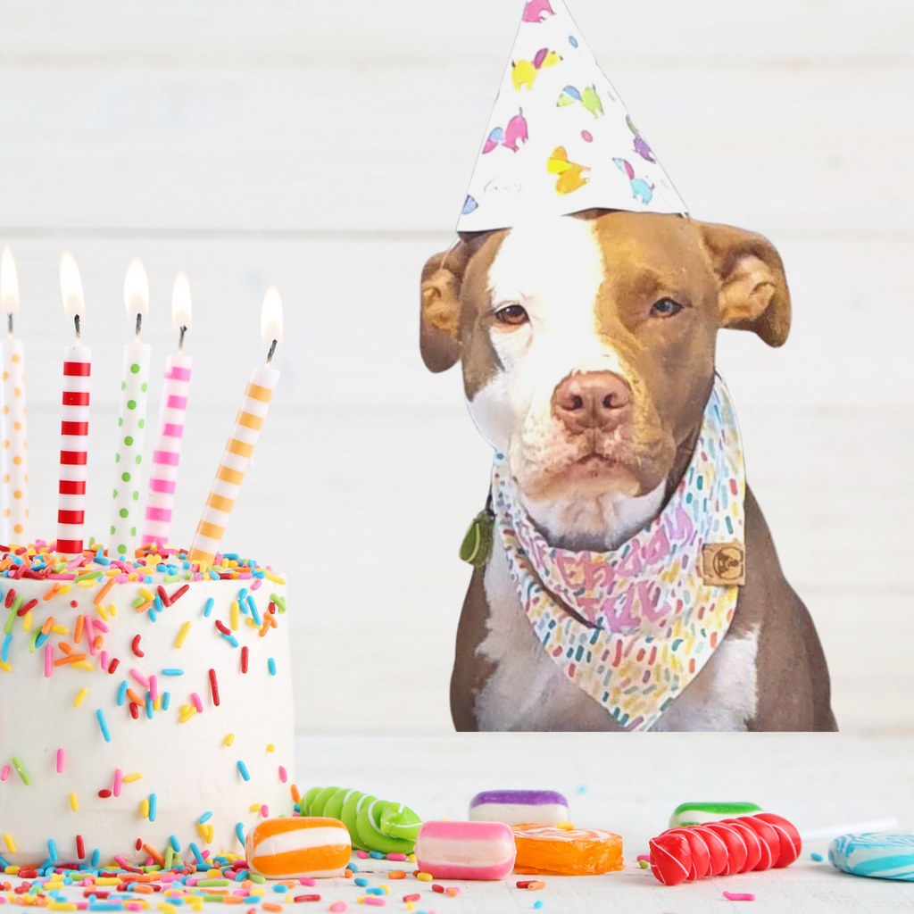 Dog wearing birthday bandana