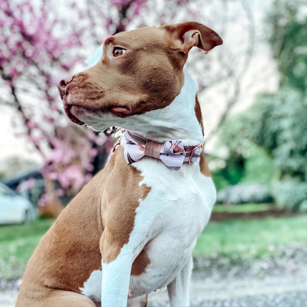dog wearing pink eucalyptus dog collar
